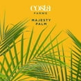 thumbnail image 3 of Costa Farms 32" Tall Majesty Palm Live House Plants in 10" Décor Pot, 3 of 12