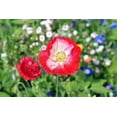 thumbnail image 2 of 200 Seeds AFGHAN RESELECTED Blue POPPY Mixed Colors Papaver Somniferum Setigerum Pink Purple White Flower Seeds, 2 of 11