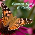 Clearwater Butterfly Live Painted Lady Butterflies 5 Live