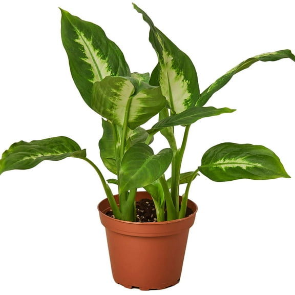 Dieffenbachia Camille Live Plant for Indoor | Different Houseplants in 4'' & 6'' Pot | Real House Plant for Living Room, Office, Desk & Bathroom | Cane | Camille