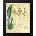 thumbnail image 2 of Curtis, William 15x18 Black Modern Framed Museum Art Print Titled - Orchid, Brassia Arcuigera, 2 of 5