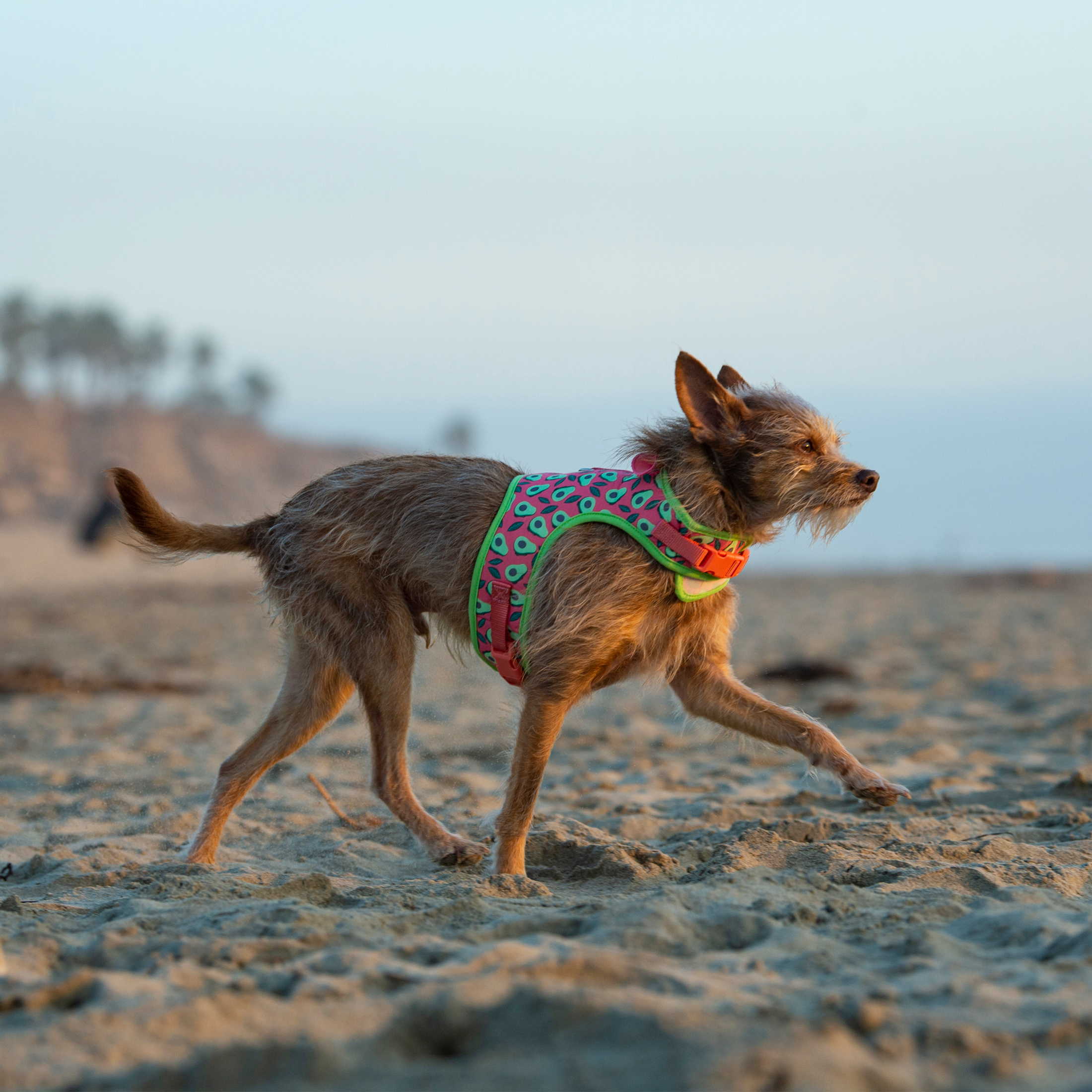 Vibrant Life Avocado Dog Harness, Small