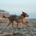thumbnail image 2 of Vibrant Life, AVOCADO HARNESS, Small, 2 of 3