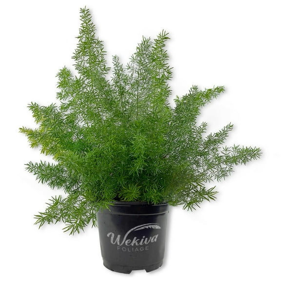 Foxtail Fern - Live Plant in a 6 Inch Grower's Pot - Asparagus Densiflorus - Beautiful Indoor Air Purifying Easy Care Fern