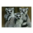 thumbnail image 1 of Lemur Cutting Board, Photo of 3 Ring Tailed Wild Animals Watching Carefully, Decorative Tempered Glass Cutting and Serving Board, in 3 Sizes, by Ambesonne, 1 of 2