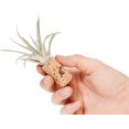 thumbnail image 5 of Handmade Wine Cork Magnet Air Plant Holder ¬ Assorted Tillandsia Ionantha in Air Plant Hanger - Succulent Hanging Plants Stand ¬ Planter for Home and Garden Decor ( Pack of 3), 5 of 14