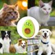 thumbnail image 3 of Plüschspielzeug Für Hunde, Beißspielzeug Mit Leckerli, Rechteckige Avocado, Apportiertraining Für Drinnen Und Draußen, 3 of 5