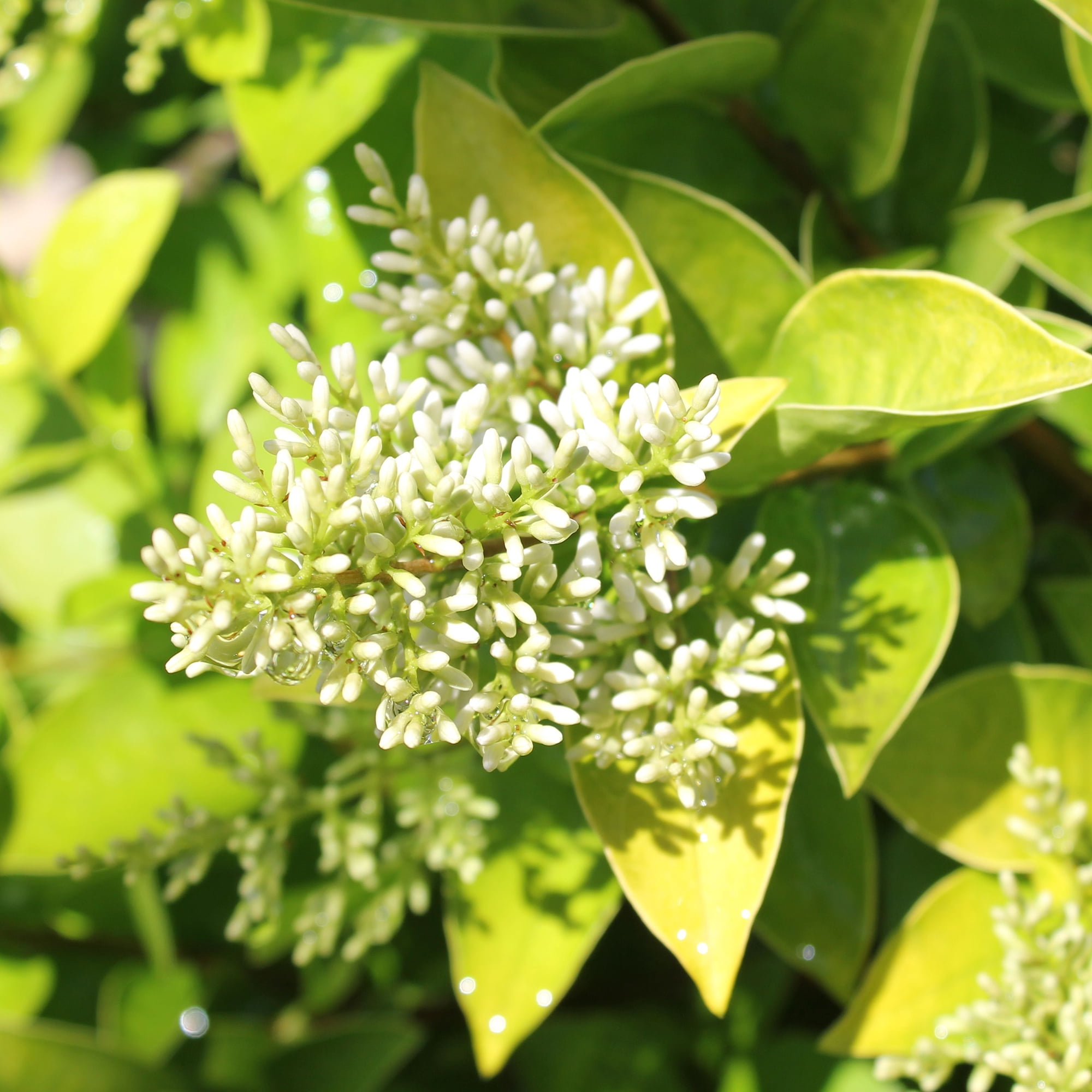 Proven Winners ColorChoice Golden Ticket Ligustrum Live Shrub (2 Gallon)
