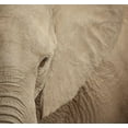 thumbnail image 2 of Michal, Susan 21x20 White Modern Wood Framed Museum Art Print Titled - Elephant Up Close, 2 of 4