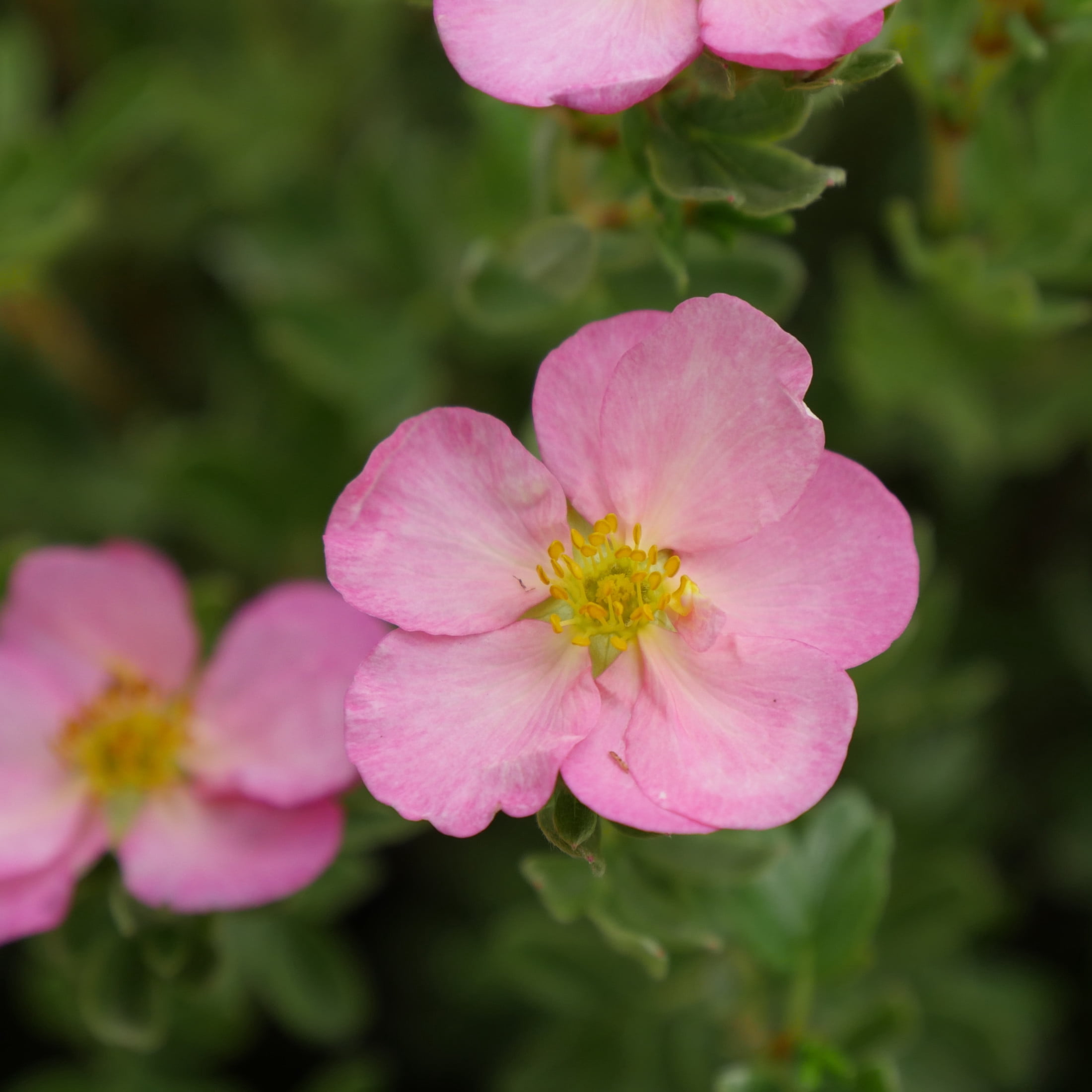Proven Winners ColorChoice 5" Pink Happy Face Hearts Potentilla Live Plant in 4.5" Pot (4 Count)