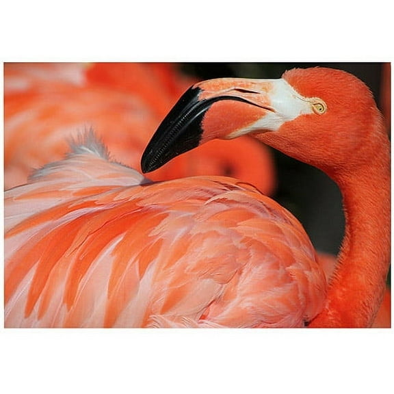 Trademark Fine Art "Pink Flamingo" Canvas Art by Patty Tuggle