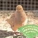 thumbnail image 5 of 2 unids resistente de aves cría cuenca de nido práctico carne paloma nido cuenca (verde), 5 of 6