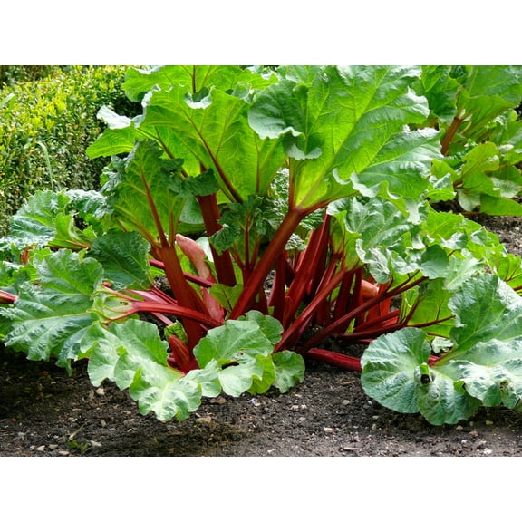 25 Seeds VICTORIA RHUBARB aka Pieplant Rheum Rhabarbarum Perennial Fruit Vegetable Seeds