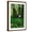 Brown Frame, variant on Art.com Olympic National Park, Washington - Hoh Rain Forest Art Print by Lantern Press, 12" x 18"