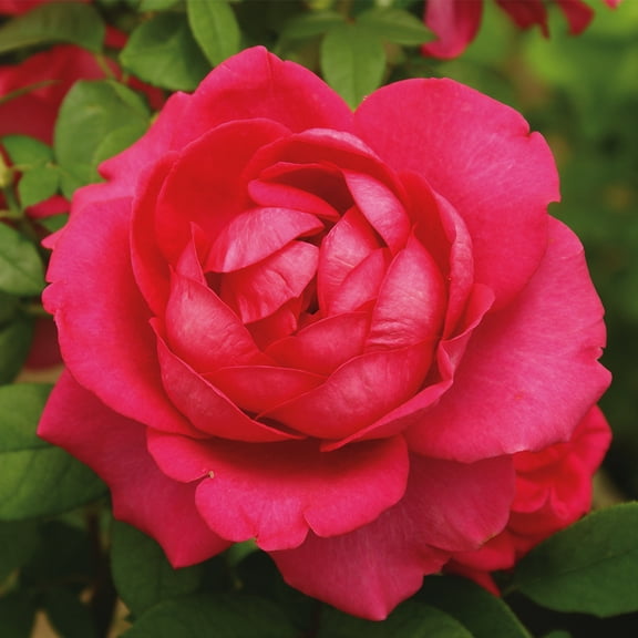 Heirloom Roses - My Annie Hybrid Tea Rose Bush