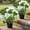 Green, variant on Hydrangea Artificial Flowers - 16 Inch Pre-made Faux Flowers in Pots Silk Fake Potted Plant Realistic UV Resistant for Front Porch Patio Garden Outdoors Indoors Decor(2 white+4 pink, no bucket)