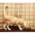 thumbnail image 3 of Iconic Pet Color Splash Designer Oval Fusion Bowl in Green- Medium, 3 of 4