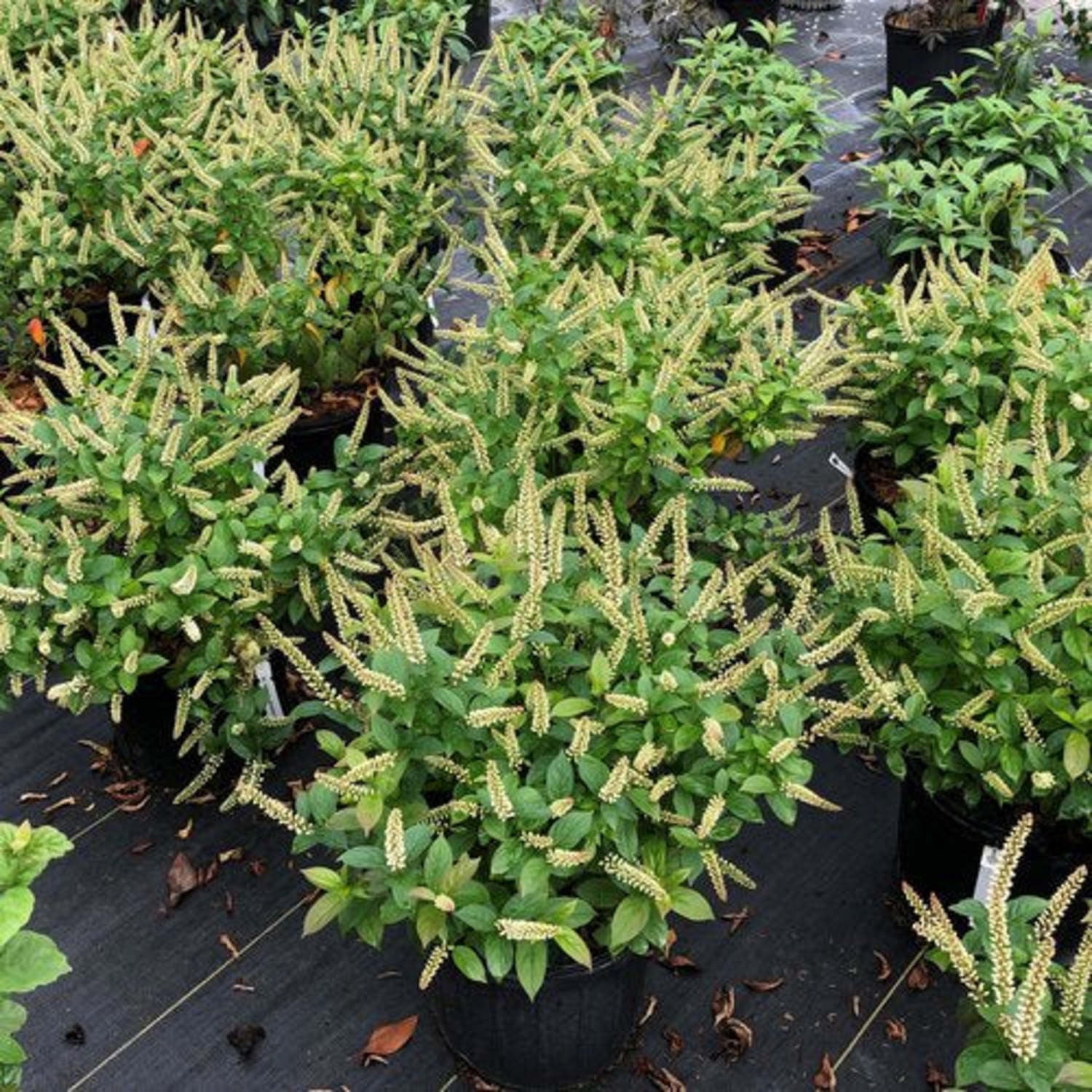 Proven Winners ColorChoice 5" White Fizzy Mizzy Sweetspire Live Plant in 4.5" Pot (4 Count)