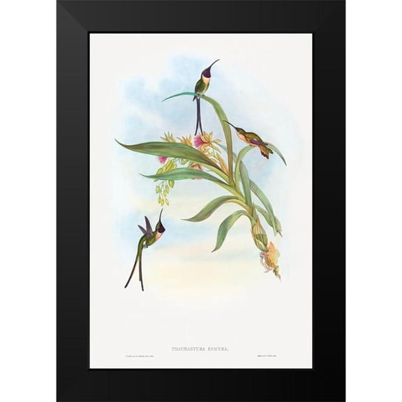 Gould, John 11x14 Black Modern Framed Museum Art Print Titled - Tharmastura enicura-Slender Shear-Tail