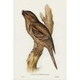 thumbnail image 2 of Gould, John 13x18 Black Modern Framed Museum Art Print Titled - Tawny-shouldered Frogmouth-Podargus humerals, 2 of 4