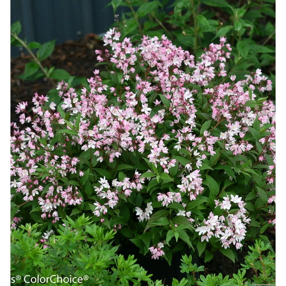 Yuki Cherry Blossom Deutzia - 2 Gallon Shrub