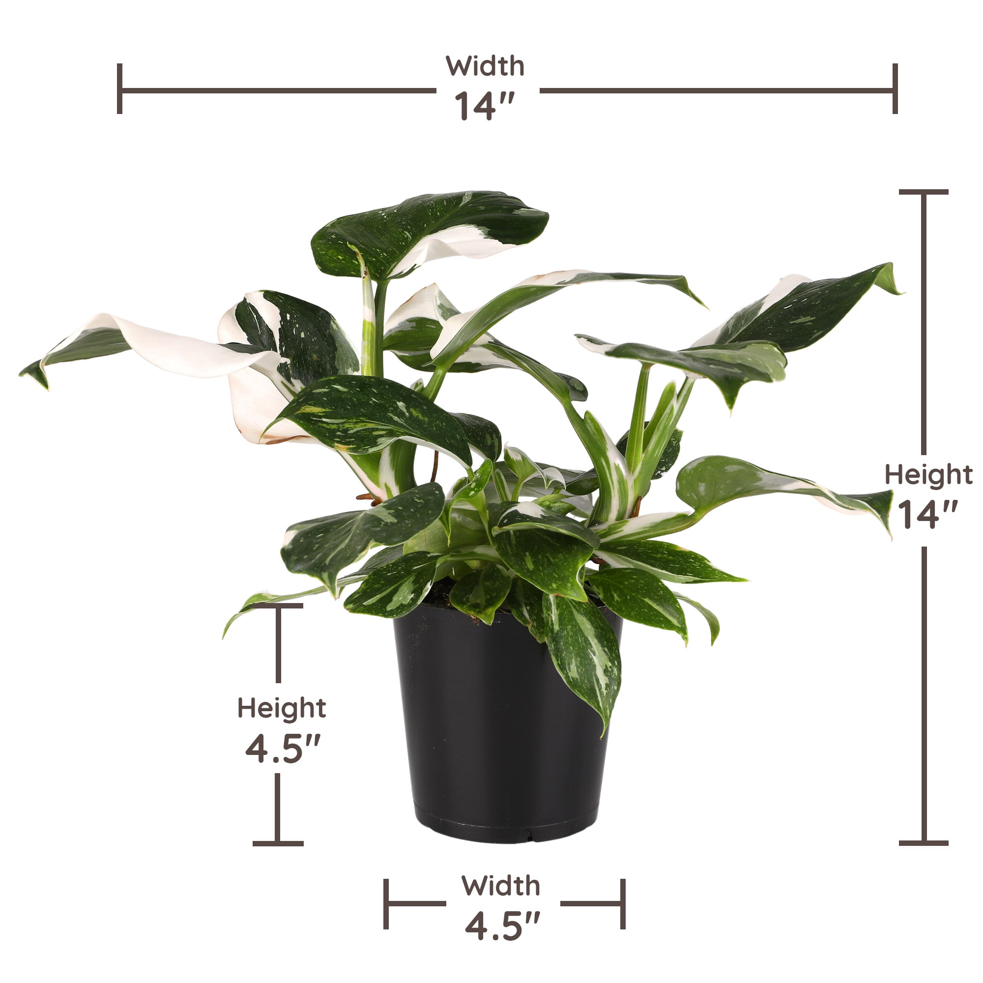 Wild Interiors 14" Philodendron White Wizard Live Plant in 5" Grower Pot, House Plant
