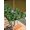 Green LawnGreen Black, variant on Outdoor Tablecloth with Umbrella Hole and Zipper, St. Patrick's Day Rectangle Table Cloth 52x70 Inch Waterproof Tablecloth, Watercolor Lucky Shamrocks Vintage Leaves Picnic Table Cover for Patio
