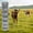 sliver, variant on 4 ft x 164 ft Galvanized Steel Farm Fence, 0.078-inch Wire with 6-inch Decreasing Mesh, Weather-Resistant Livestock Enclosure