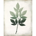 thumbnail image 2 of Allen, Kimberly 15x18 White Modern Wood Framed Museum Art Print Titled - Vintage Botanical Greens 1, 2 of 4