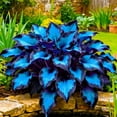 thumbnail image 3 of Midnight Blue Hosta-Plants For Planting - Garden Elegance Decoration - Premium Garden Stakes Perfect for Borders - Striking, 3 of 7