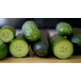 thumbnail image 4 of Long Green Improved Cucumber Seeds, 100+ Seeds Per Packet, Isla's Garden Seeds, Non GMO & Heirloom Seeds, Botanical Name: Cucumis sativus, 4 of 8