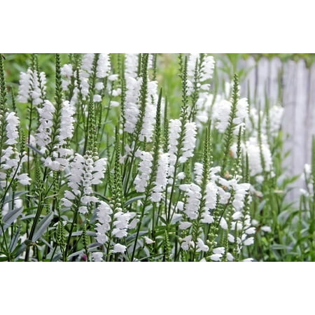 20 Premium seeds -White Obedient Seeds --Physostegia virginiana-  Heirloom-Annual -Perennial- Wildflower -