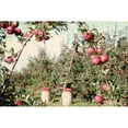 thumbnail image 3 of Allen, Kimberly 14x11 Black Modern Framed Museum Art Print Titled - Apple Orchard, 3 of 5