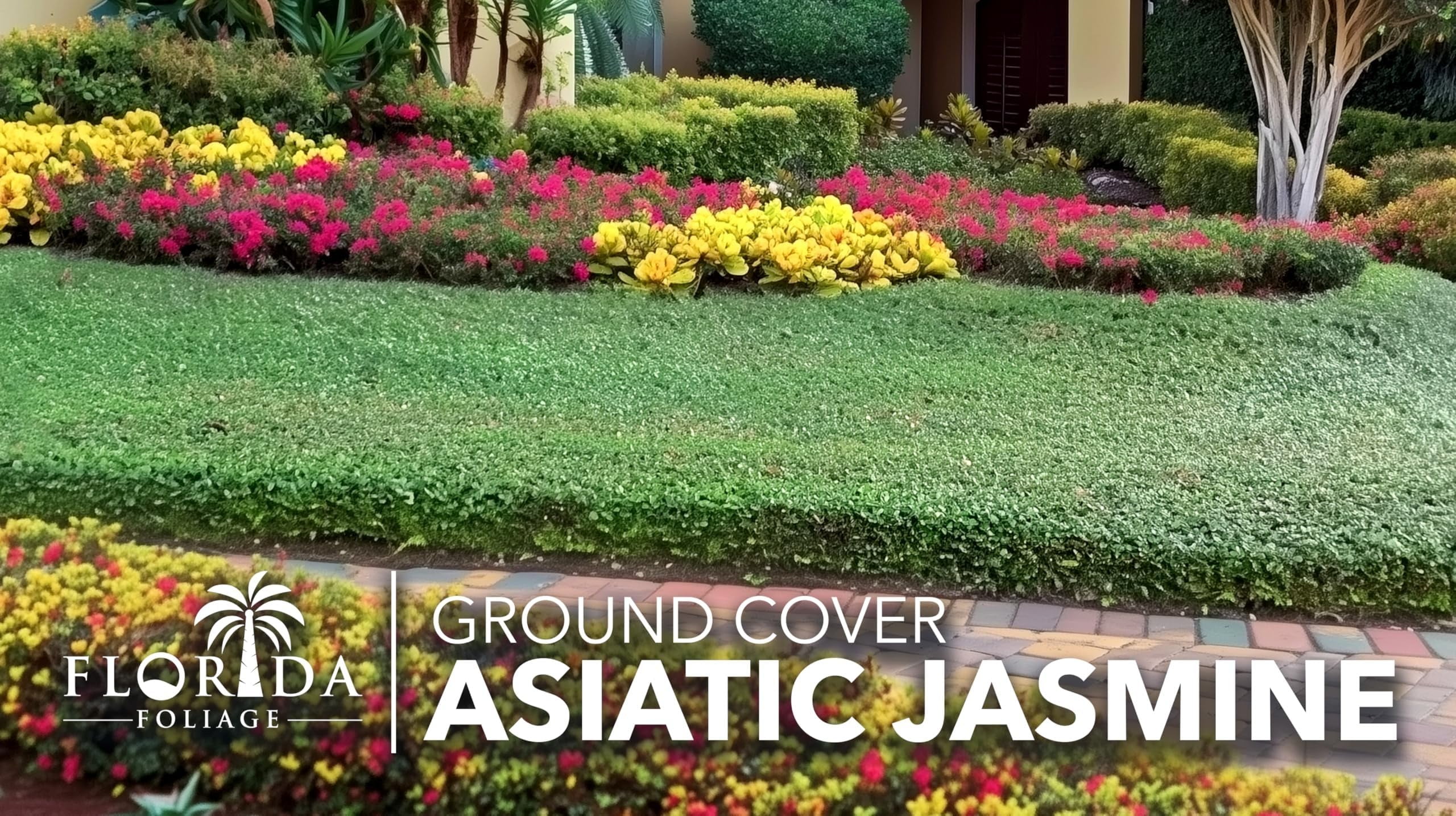 Asiatic Jasmine | 20 Live Bare Root Pips | Trachelospermum Asiaticum | Low Maintenance Ground Cover Plants | Fast Spreading Evergreen for Landscaping
