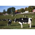thumbnail image 2 of Posterazzi DPI12257350 Holstein Dairy Cows in Autumn Pasture - Salem New York United States of America Poster Print - 19 x 12 in., 2 of 4