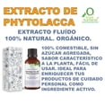 thumbnail image 2 of EXTRACTO DE PHYTOLACCA 60 ML VIVONATURAL. 100% NATURAL. ORGÁNICO, 2 of 3