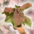 thumbnail image 4 of Syngonium Pink Perfection - Live Plant in a 4 Inch Pot - Syngonium Podophyllum 'Pink Perfection' - Stunning Houseplant with Unique Foliage - The Perfect Air Purifying Houseplant Companion, 4 of 5