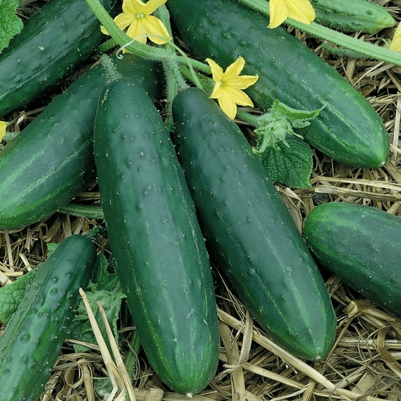 Organic Spacemaster Cucumber Seeds - 5 Lb Bulk ~76000 Seeds - Non-GMO, Certified Organic, Heirloom - Vegetable Garden - Cucumis sativus
