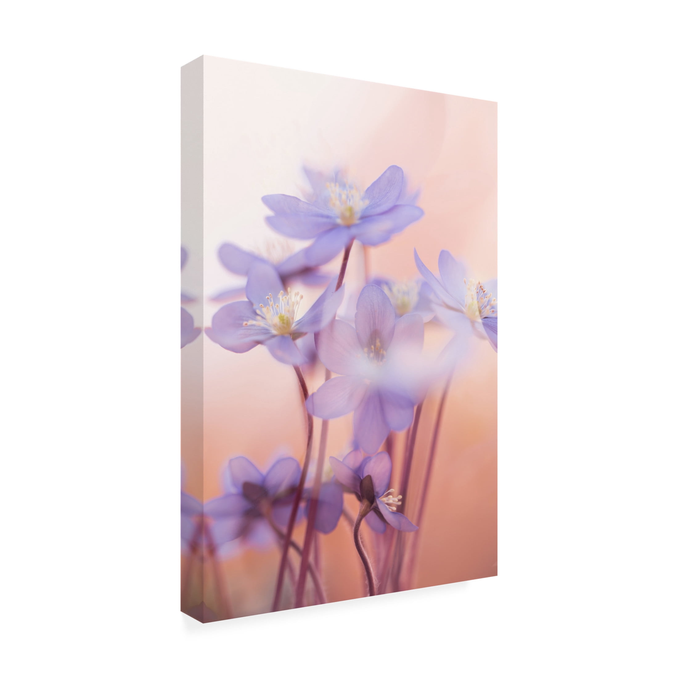 Canvas Wall Art - Petra Dvorak 'Spring Symphony' Wall Art for Living Room, Bedroom, or Office Décor by Trademark Fine Art - 16 x 24 Inches