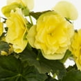 thumbnail image 3 of Better Homes & Gardens 1QT Yellow Begonia Live Annual Plant Shade 5-Pack, 3 of 7