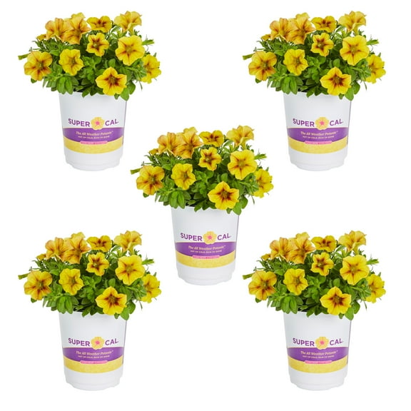Supercal 1.5PT Yellow Petchoa Live Annual Plant Sun 5-Pack