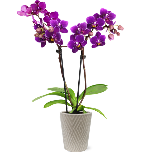 Just Add Ice 10" Purple Mini Orchid Live Plant Pot