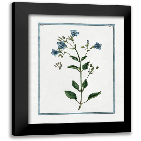 Donovan, Kelly 12x14 Black Modern Framed Museum Art Print Titled - Shabby Chic Botanical II