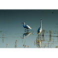 thumbnail image 2 of Alan Hausenflock 18x13 White Modern Wood Framed Wall Art Titled - Early Morning Egrets II, 2 of 5