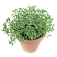 thumbnail image 3 of Sedum Dasyphyllum Minor Succulent (2"+ Clay Pot) - Tiny, Lovely, Easy to Care Succulent for Beginners - Live Healthy Succulent for Home Office, 3 of 9