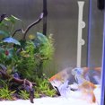 thumbnail image 2 of 1 Set/2PCS Shrimp Feeder with 35cm Glass Shrimp Feeding Tube and Feeding Plate, 2 of 7