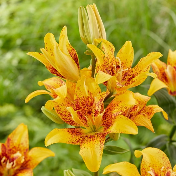 Double Nugget Asiatic Lily Flower Bulbs - 3 Lilies Bulbs per Pack - Good as Cut Flowers - Perennializing - Easy to Grow Live Plants - Outdoor Garden