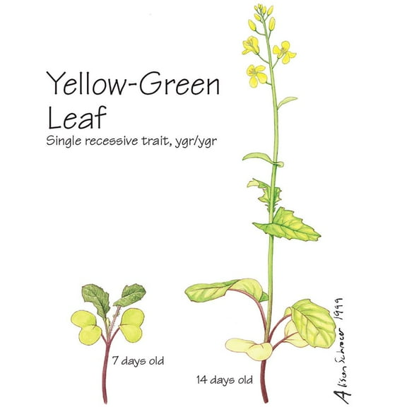 Wisconsin Fast Plants Yellow-Green Leaf Seed (Yellow-Green), Pack Of 50