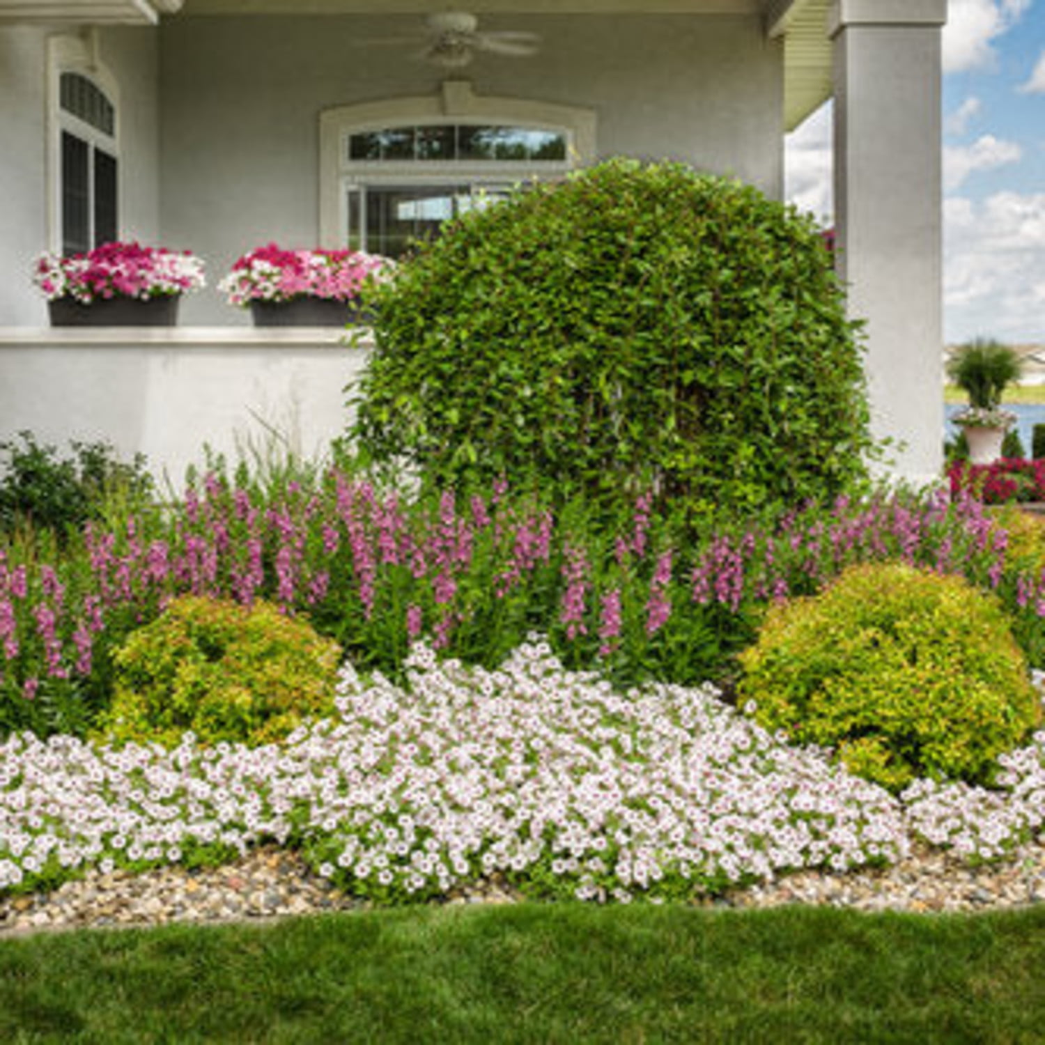 Proven Winners 8" Angelface Perfectly Pink Summer Snapdragon Live Plant in 6.5" Pot