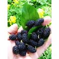 thumbnail image 2 of GSDWIUEW 50 Black Mulberry Seeds Morus, 2 of 5
